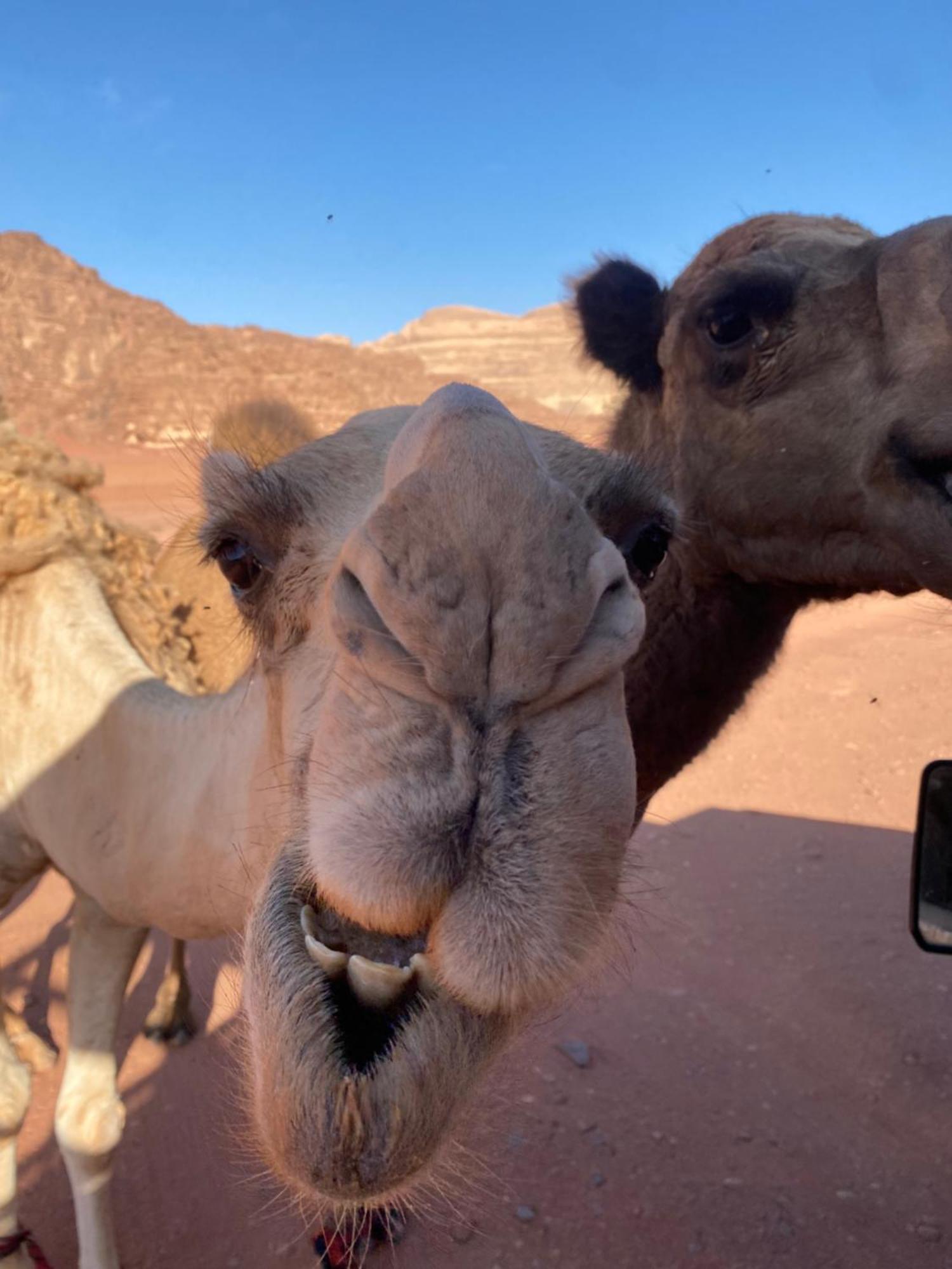 Wadi Rum Desert Heart Camp Exterior photo